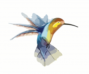 hummingbird-295026_1280-1