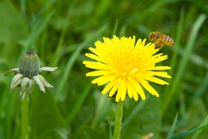 dandelion