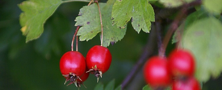 Hawthorn (Crataegus oxyacantha)